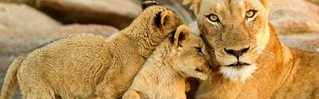 4-Day Kruger National Park & Panorama Safari