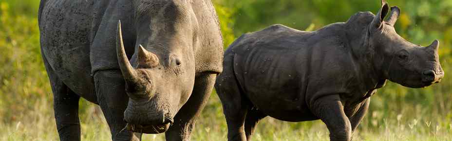4-Day Kubu Safari Lodge Safari