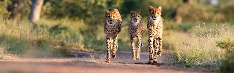 7-Day Midrange Kruger and Victoria Falls Package
