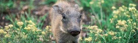 6-Day Kwa-Zulu Natal Hluhluwe Bush & Water Safari
