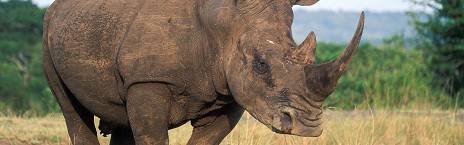 7-Day Classic Kwa-Zulu Natal Bush & Beach Safari