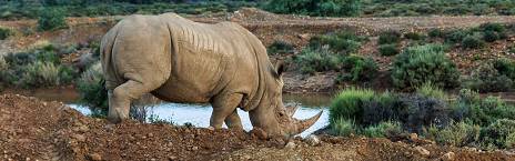 2-Day Inverdoorn Luxury Safari