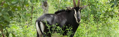4-Day Fly-in from Cape Town Karula Engagement Safari