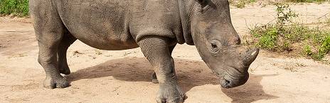 3-Day Kapama River Camp Fly-in Safari from Cape Town