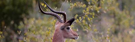 4-Day Kapama Southern Fly-in Safari from Johannesburg