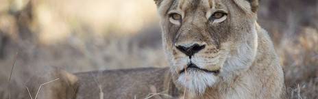 4-Day Fly-in from Cape Town Buffalo Engagement Safari
