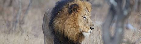 3-Day Kapama Buffalo Fly-in Safari from Johannesburg