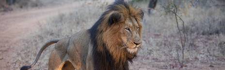 2-Day Kapama Southern Camp Fly-in Safari from Cape Town