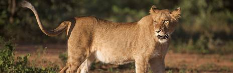 2-Day Kapama Buffalo Camp Safari