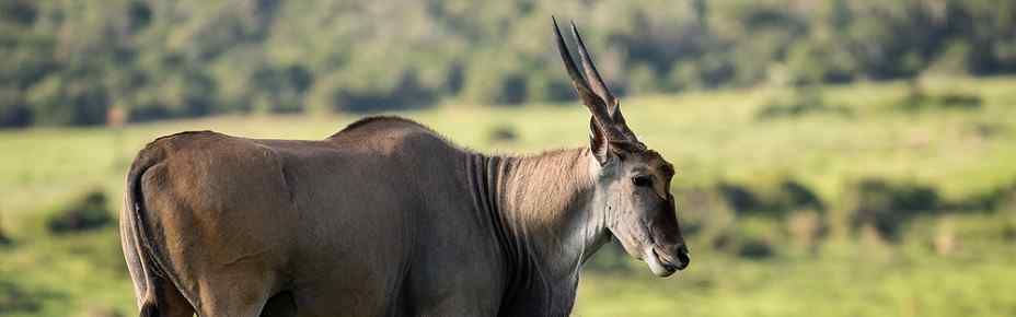 4-Day Eastern Cape Safari with Kariega Ukhozi Lodge