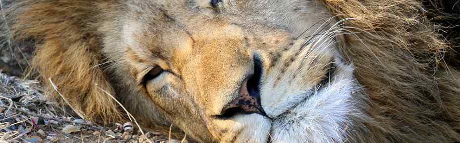 3-Day Mid Range Big-5 Private Game Reserve Experience