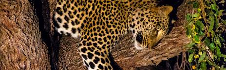 3-Day Kruger - Chisomo Safari Camp