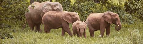 4-Day Chisomo Camp Safari