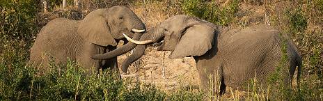 4-Day Klaserie Safari with Nthambo Tree Camp