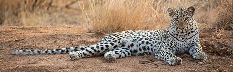 3-Day Greater Kruger Safari with Nthambo Tree Camp