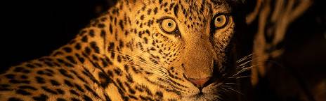 3-Day Kruger - Nthambo Tree Camp