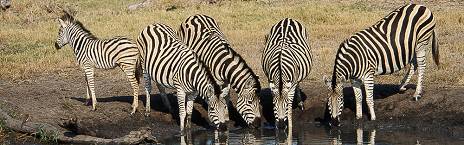 5-Day Experience - Kruger Park & Private Game Reserve
