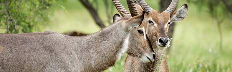 5-Day Luxury Kruger Park and Sabi Sand Safari