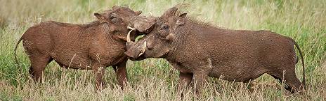 4-Day Kruger Park Camping Safari
