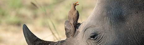 4-Day Radisson Kruger Safari in Kruger National Park
