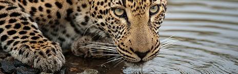5-Day Ultra Budget Glamping Kruger & Panorama Safari