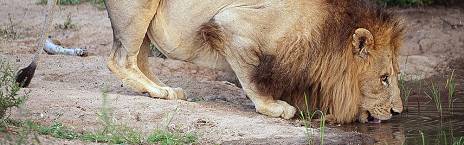6-Day Exclusive Kruger/Private Luxury Lodge Safari