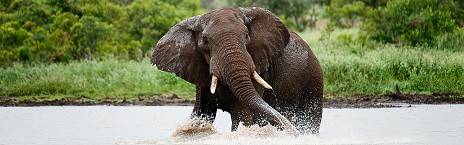 3-Day Luxury Radisson Kruger Safari from Hoedspruit