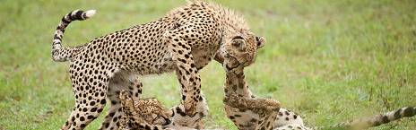 5-Day Luxury Ivory Moon Safari - Fly in from Cape Town