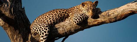4-Day All-Inclusive Kruger Safari with Hoyo Hoyo