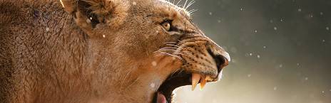 4-Day Budget Kruger Glamping Safari in Kruger Park