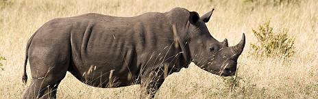 4-Day Kruger & Sabi Sand Rustic Safari Camp