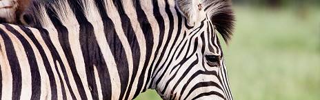 4-Day Sekekama Tented Camp Safari from Hoedspruit