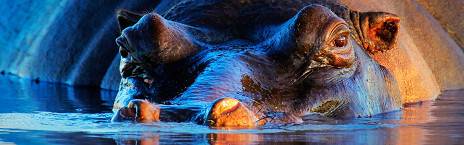4-Day Luxury Timbavati Tanda Tula Safari Camp