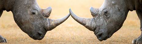 4-Day Ivory Moon Lodge Safari - Fly in from Cape Town