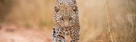 7-Day Tlou Pilanesberg & Kruger Glamping Safari
