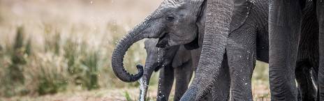 4-Day Radisson Kruger Safari with Private Game Drives