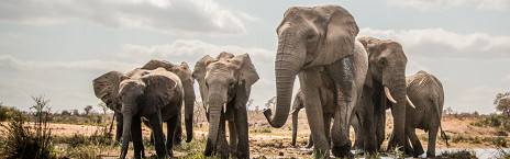 4-Day All Inclusive Fly-in Tour to Kruger's Imbali Lodge