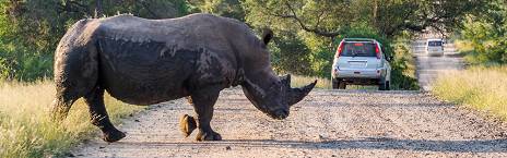 3-Day Kruger Island Safari - Starting in Cape Town