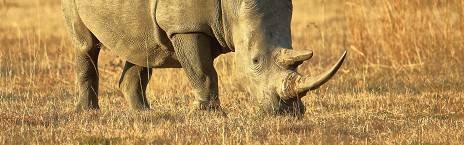 3-Day Mabula Game Lodge