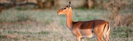 3-Day Madikwe Ultra Luxury Impodimo Safari