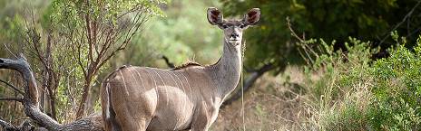 3-Day Madikwe Ultra Luxury Tau Game Lodge Safari