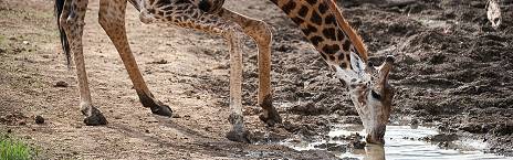 3-Day Madikwe Bush House Safari
