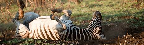 4-Day Madikwe Luxury Bush House Safari
