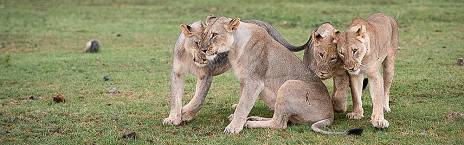 4-Day Madikwe Buffalo Ridge Safari Lodge