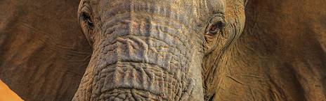 5-Day Luxury Madikwe Etali Safari Lodge