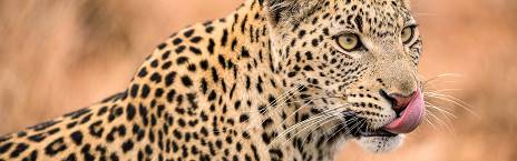 2-Day Madikwe Luxury Rhulani Safari Lodge