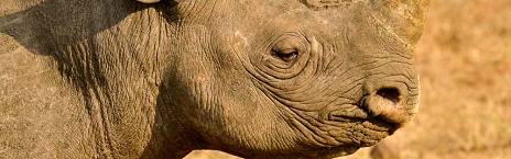 4-Day Manyeleti Ndzhaka Tented Camp Safari