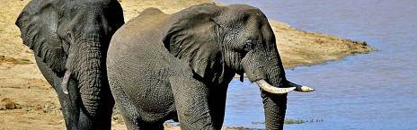 5-Day Mantobeni Luxury Safari