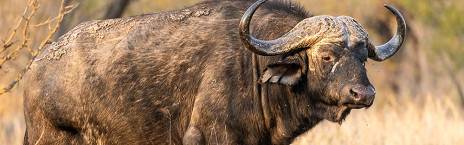 5-Day Khoka Moya Luxury Safari