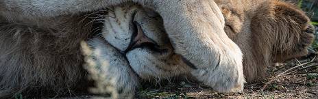 3-Day Kruger - Chacma Bush Camp